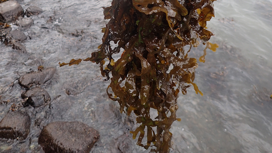 Bladderwrack seaweed